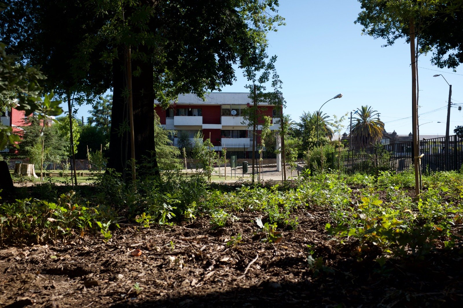 Vegetación baja y hojas sobre el suelo a la sombra de árboles, con una calle y viviendas al fondo.